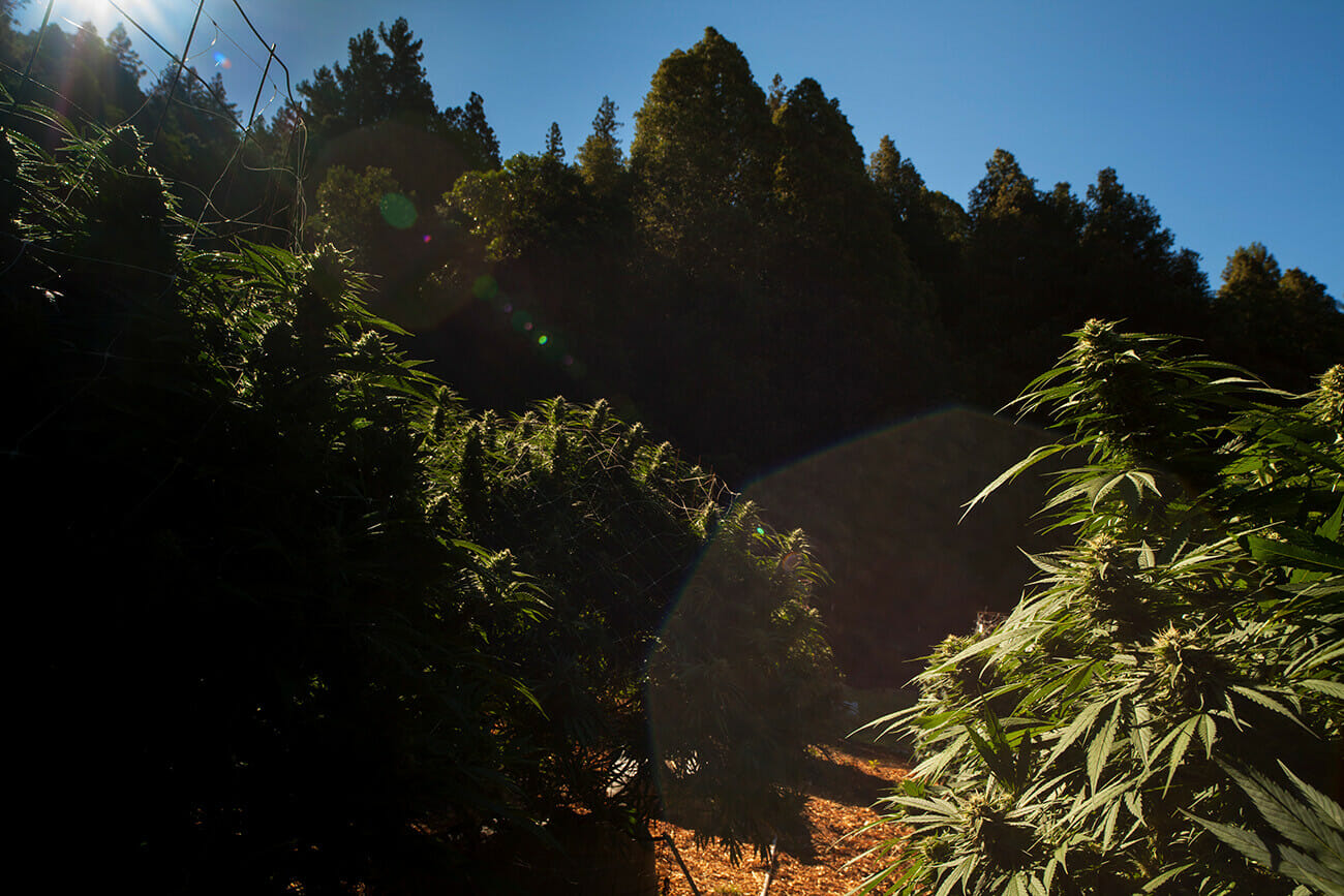 Green Unicorn hemp farm