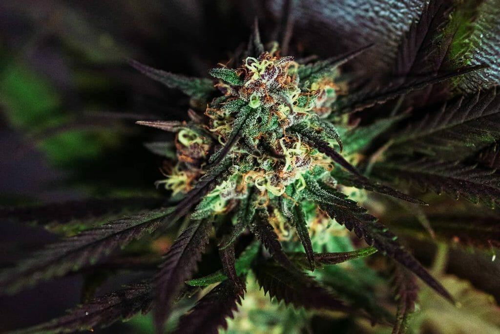 High CBD flower