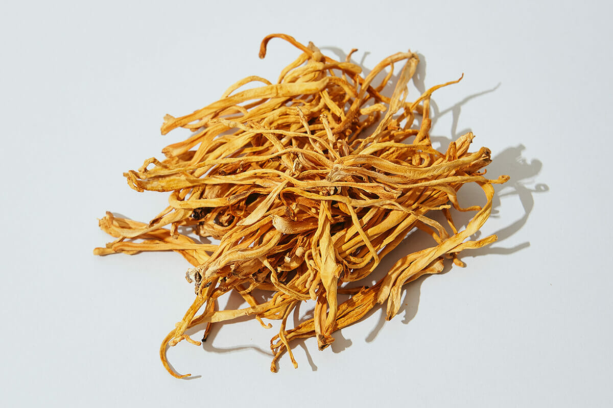 Cordyceps Mushroom Pure Culture Supplier Company in United Arab Emirates