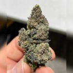 Cali Purp CBD