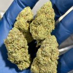 Kush Cake Indoor