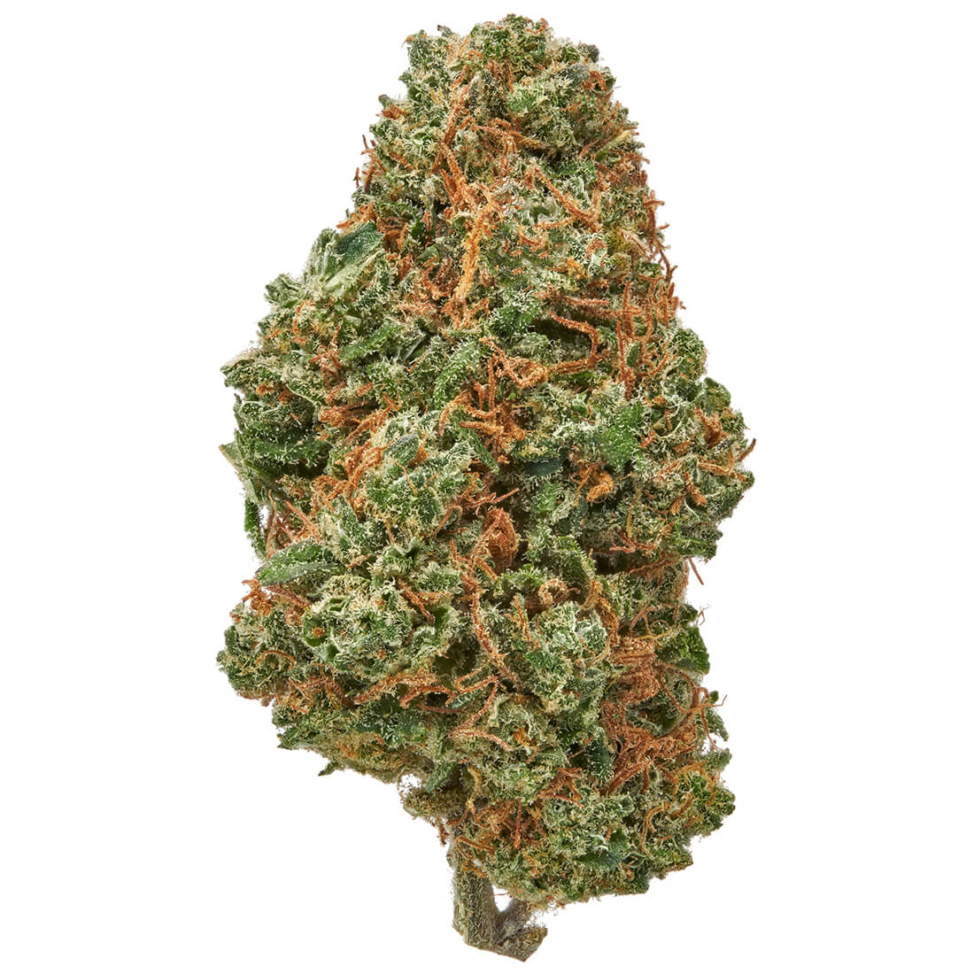 Mai Tai Indoor 002_111 Mai Tai Indoor 002_111