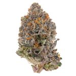 Sapphire Kush Indoor