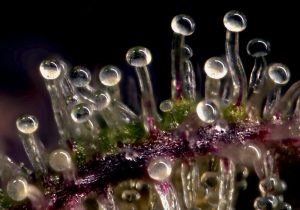 Why weed is too strong nowadays and how to dial it down