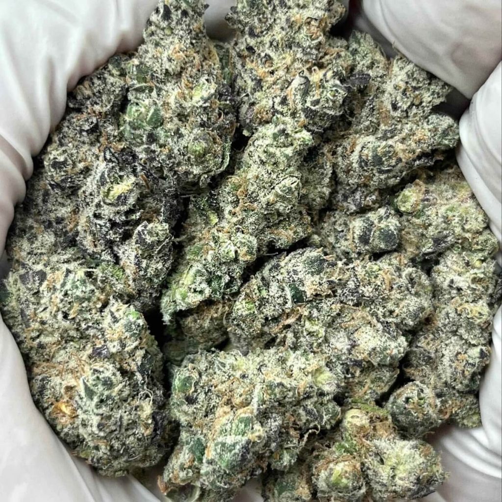 Gov Oasis THCa Indoor Exotics