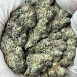 Gov Oasis THCa Indoor Exotics