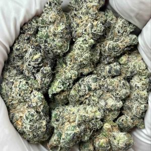 Gov Oasis THCa Indoor Exotics
