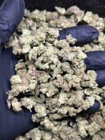 Gorilla Glue #4 THCa