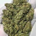 Blue Zushi THCa