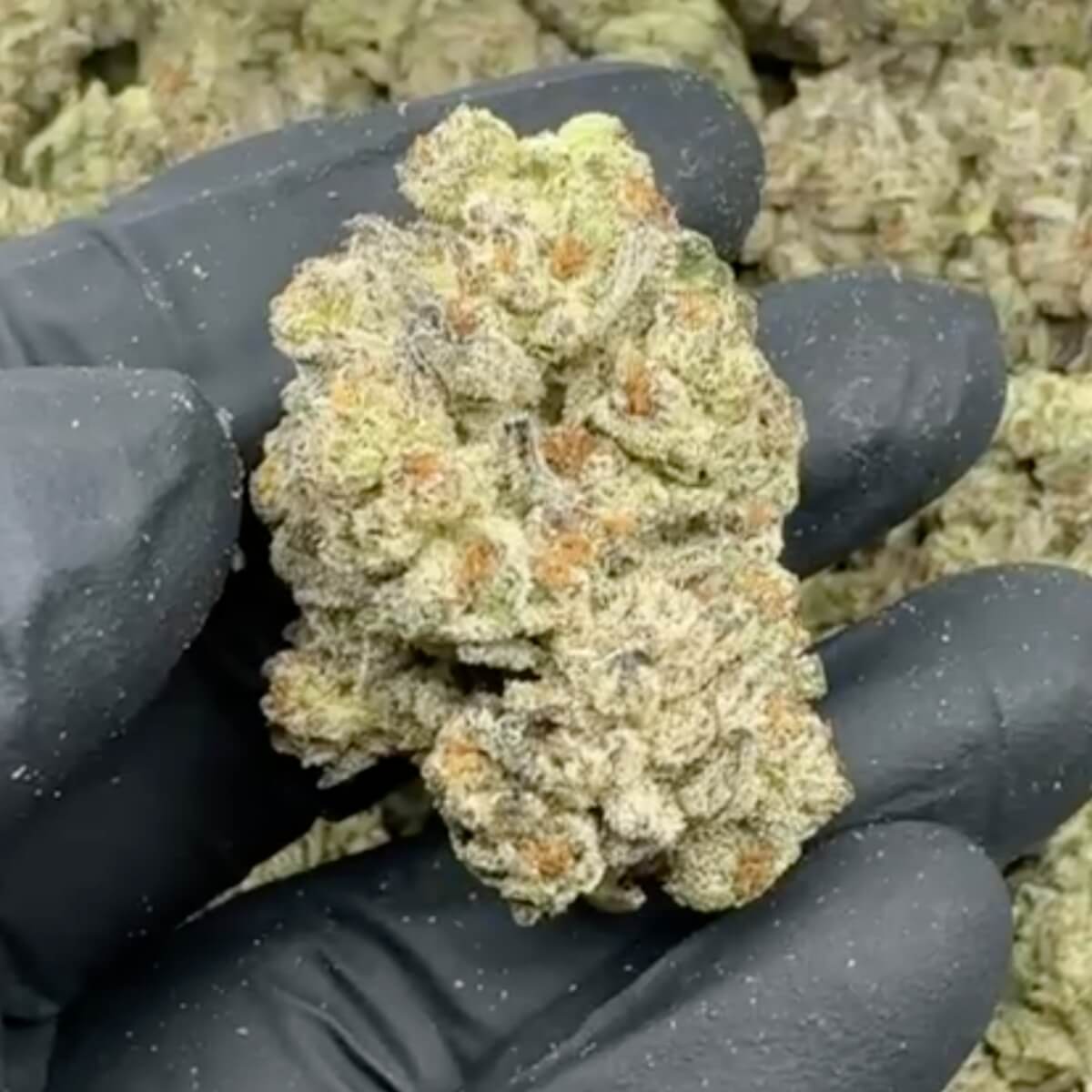 White Truffle THCa