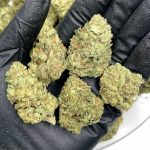 Bolo Runtz THCa Flower