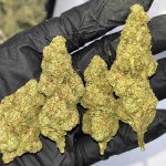 Jifflez THCa