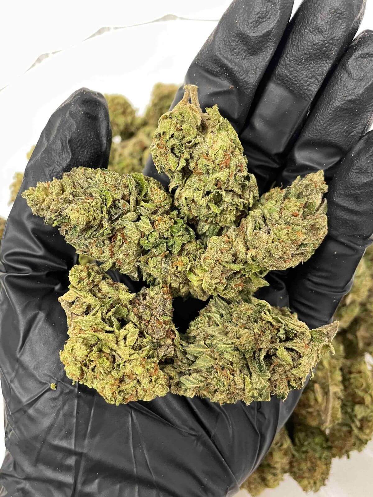 Grease Monkey THCa Grease Monkey THCa